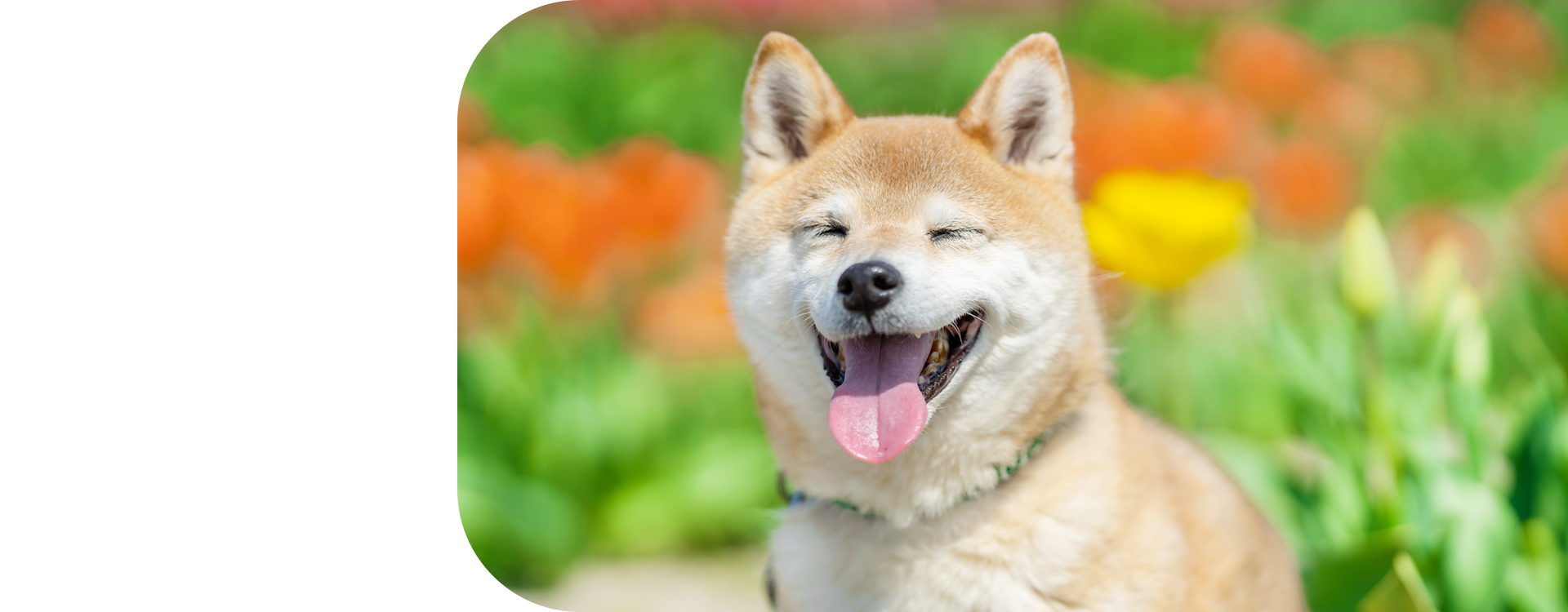 きんだ動物病院