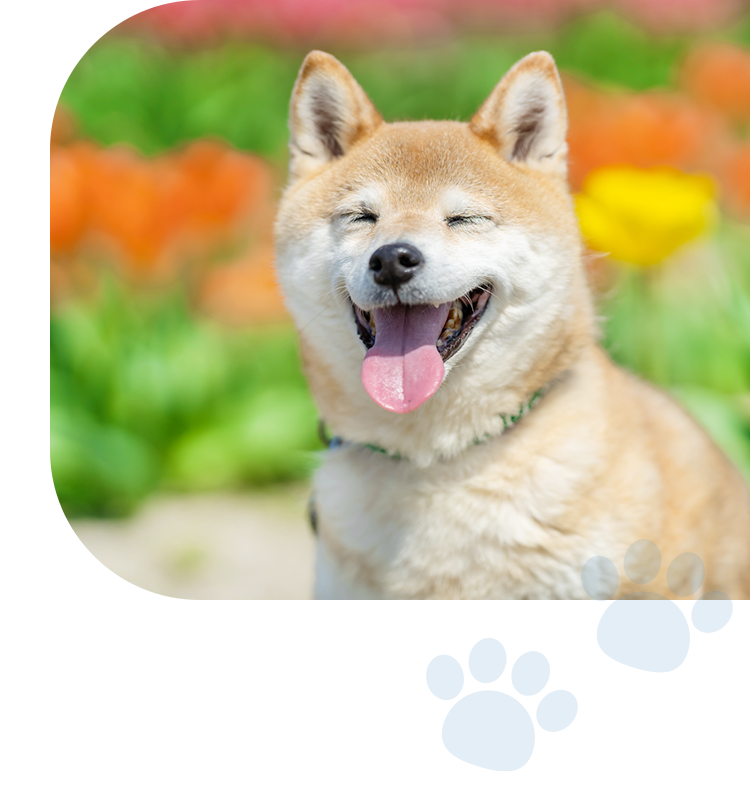 きんだ動物病院